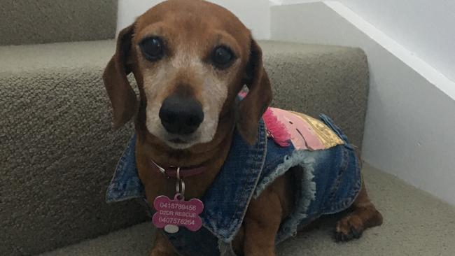 Pippi the mini dachshund came to Devoted 2 Dachshunds Rescue weighing 10.5kg.