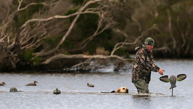 Duck hunting could be banned in Victoria. Picture Yuri Kouzmin