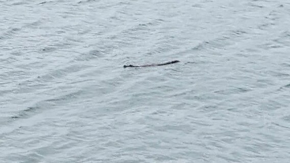 Mackay man Avano Ferrerii was at the harbour wall at around 4.20pm on January 5 when he spotted a 2.3m crocodile coming into the bay.Â Photo: Avano Ferrerii