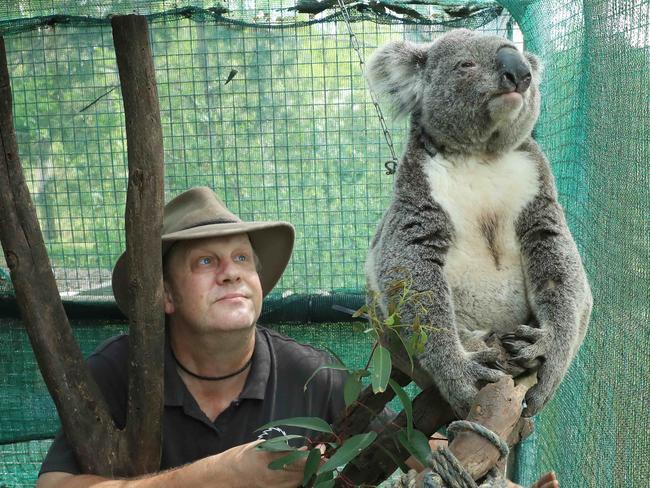 1/10/21: Morgan Phillpot with rescue Koala Herman who has Chlamydia. Morgan cared for Kurra, a koala that was displaced from her home in the Black Summer bushfires after they raged through Bilpin, about 90km north west from Sydney. She was rescued by local RFS firefighter Tyron McFarlane in a burned out tree-fern in the garden of a house that was destroyed. She survived under Morgan's care and was released into the wild in May 2020. Morgan still keeps track of Kurra to this day and continues to care for sick koalas through WIRES. John Feder/The Australian.