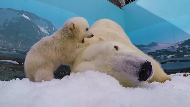 Sea World's adorable polar bear cub finally gets a name.