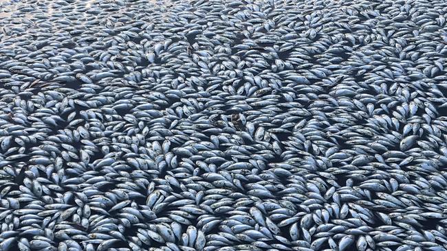 Dead fish in the Menindee weir pool in January. Picture: AAP