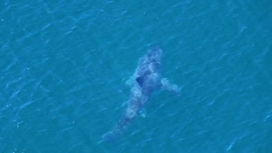 Surf life savers chasing away a 3.5m great white shark after an attack at Lighthouse Beach at Ballina.