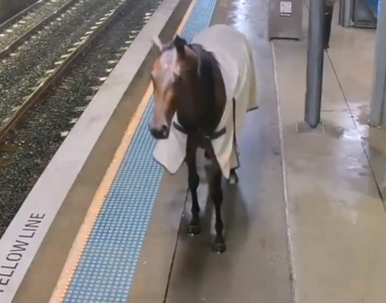 Racehorse escapes and runs loose at Warwick Farm train station | news ...