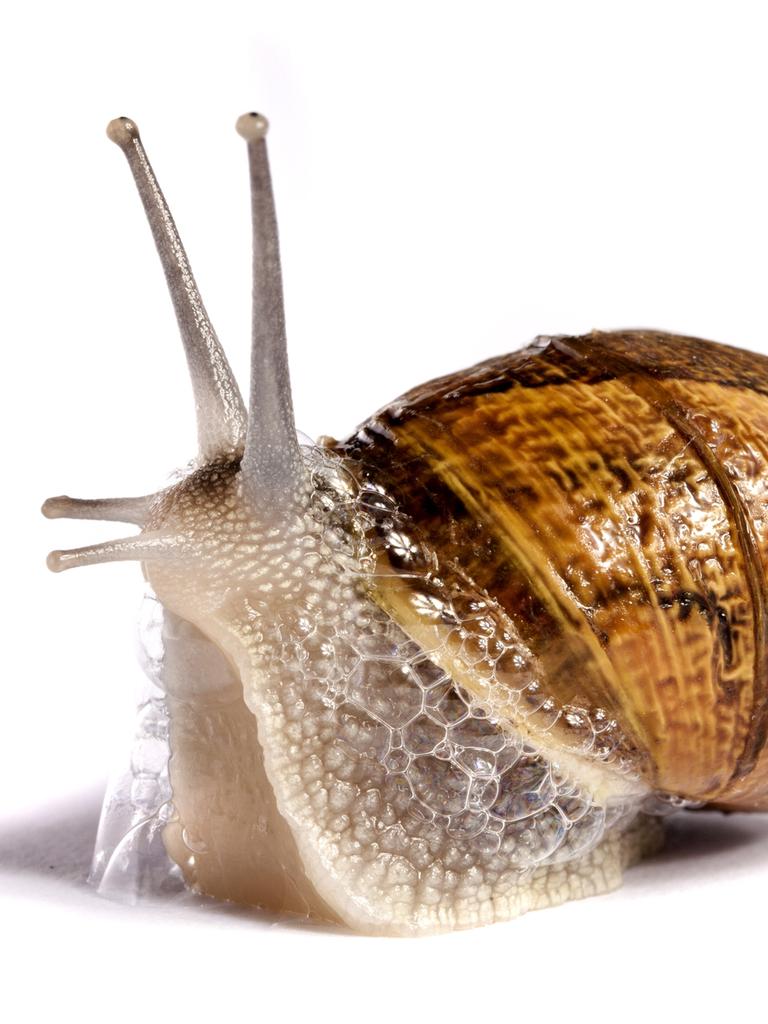 Snails are among the live stowaways that have caused delays.