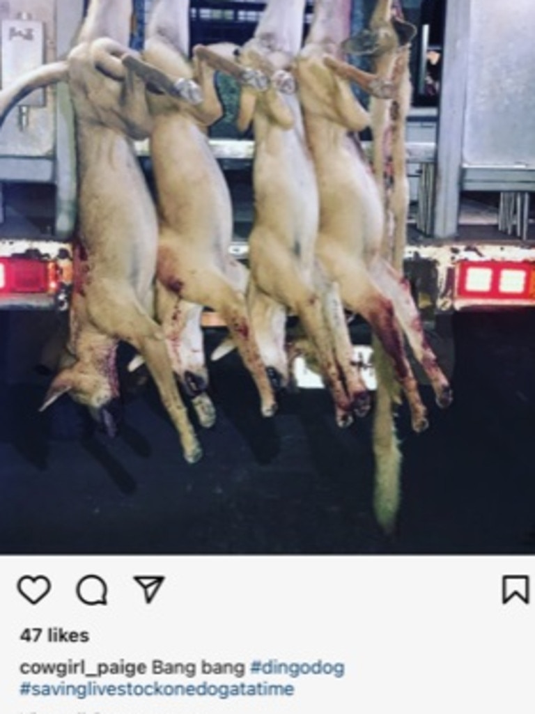 The image shows four dead dingoes strung up.