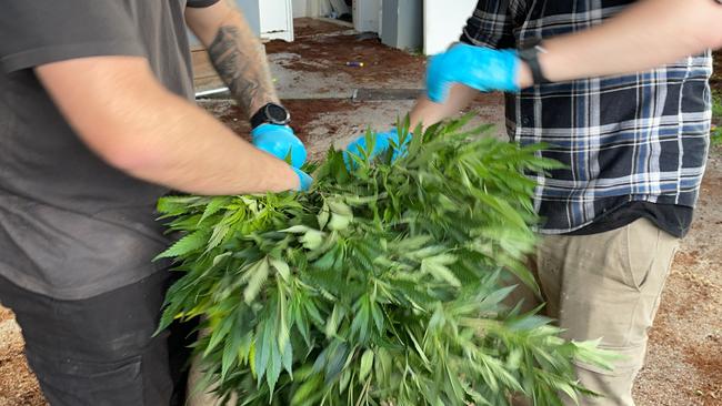 Officers place cannabis plants in bags following a raid in Pytchley Rd, Croydon on July 2, 2022. Picture; Kiel Egging.