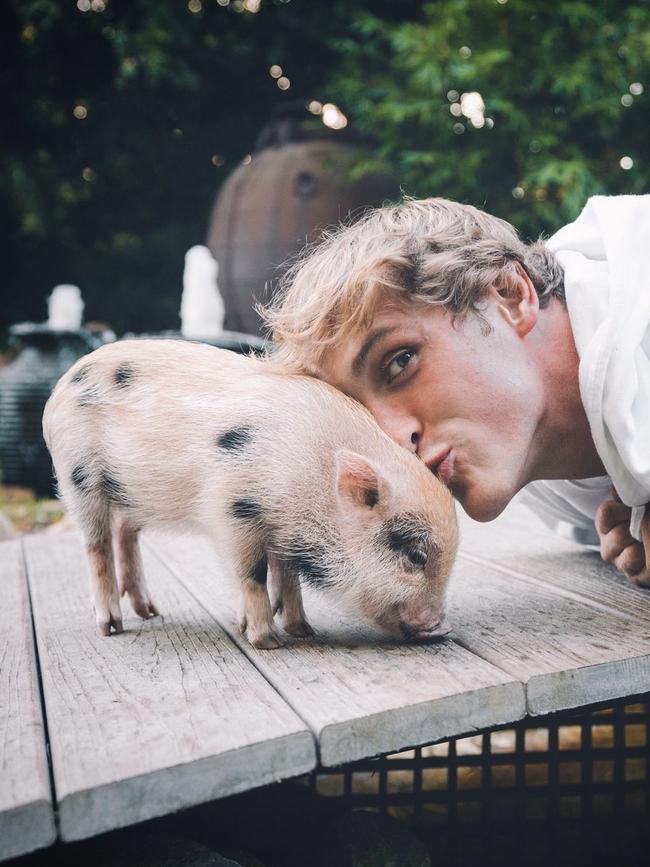 Many are speculating Logan Paul was the original owner of the pig. Picture: Twitter/LoganPaul