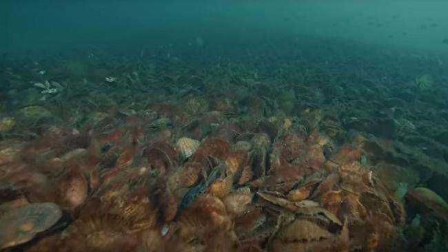 Shellfish Reef at Port Phillip Bay. Picture: Supplied