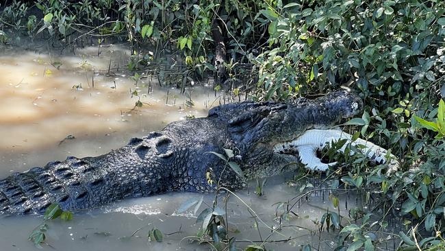 Crew and guests on an Adelaide River Cruises boat witnessed 6.2m croc Dominator eating another croc. Picture: Sean Dealy