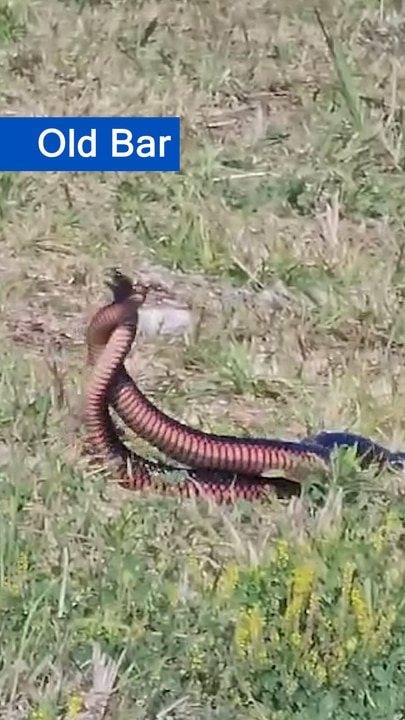 Two male red-bellied black snakes fight it out at Old Bar during mating season.