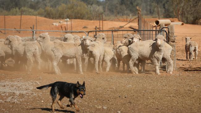 There is planning to divert livestock to regional abattoirs and interstate ahead of the “spring flush” of animals to be slaughtered. Picture: Alex Coppel.