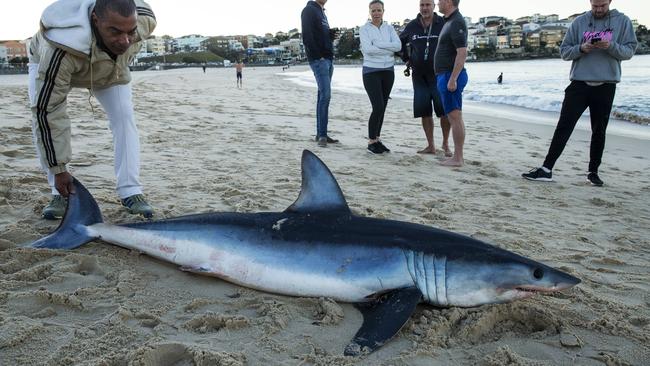 A shark washed up on Bondi Beach in Sydney. Picture: Jenny Evans