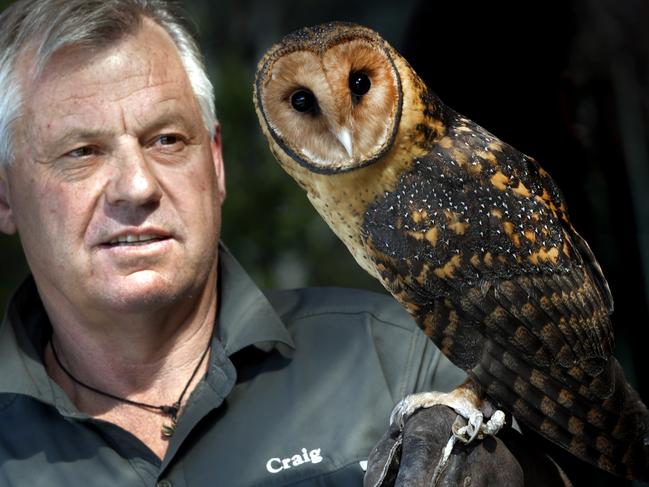 Masked owl that has been rescued and currently being reabilitated by the Raptor Rescue team owned by Craig Webb , picture of craig with a healthy masked Owl, the sick bird is to sick to have photo shoot,, picture;KIM EISZELE