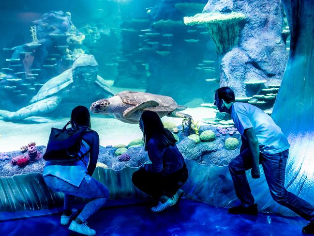 The Sea Life Sydney Aquarium. Picture: Supplied