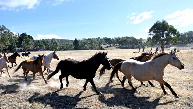 The brumbies roaming wild in the Snowy Mountains. Pictures: Stephen Cooper