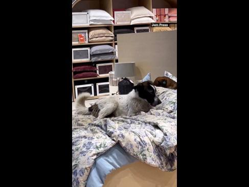Stray dogs sneak into shop to try out their display beds