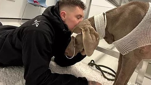 Man sets up GoFundMe for $35k vet bill