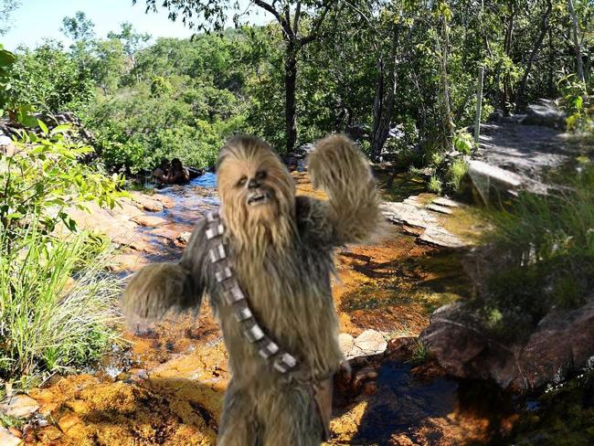 Wookiee-like noises have been heard around Litchfield, perhaps Chewbacca is taking a stroll around the park. Picture: NT News