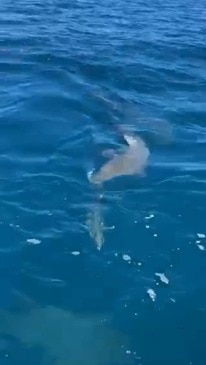 Southport NEAFL players have shark encounter