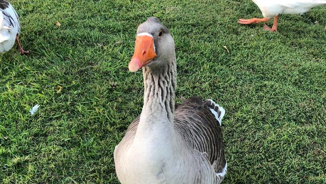 The domestic geese that will soon be removed from Lake Alford and given the correct treatment at Mr New’s property.