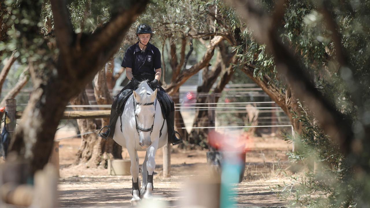 Tiffany Kalderovskis rides one of police greys the Thebarton Police Barracks. Picture: Dean Martin