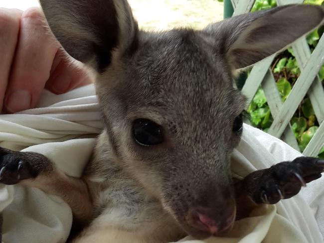 An Eastern Grey kangaroo joey rescued by WIRES. Picture: WIRES