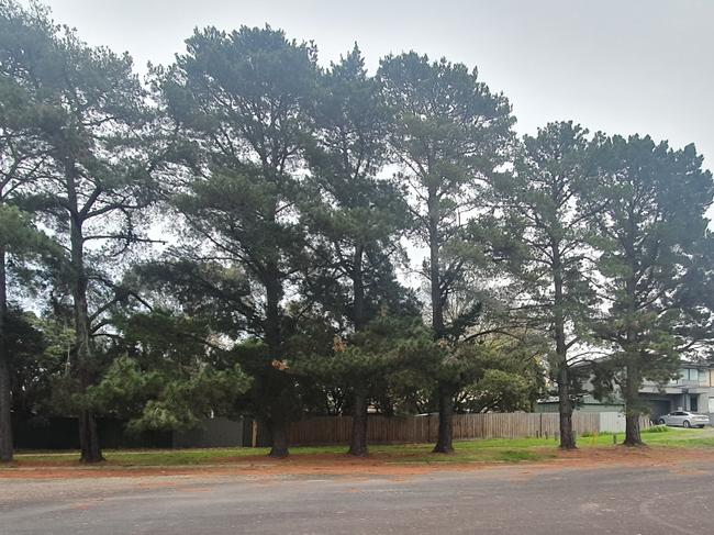 The pines before they were removed. Picture: Supplied.