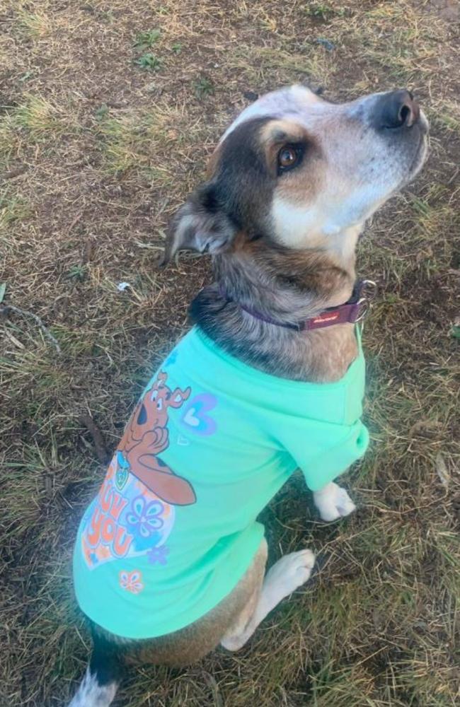 Pyjama day for a good cause at Pawfect Paws Au in Toowoomba. Picture: instagram.com/pawfectpawsau