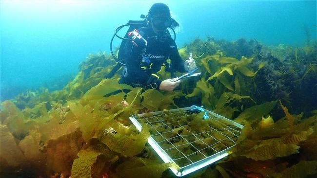 Giant kelp experiment 2 – yielding recruitment three months after seeding to the reef. Picture: Scott Ling