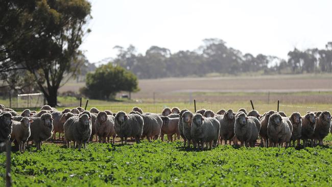 A team of shearers were working flat out to rid more than 2000 merino sheep and fat lambs of their fleece Picture: Alex Coppel.