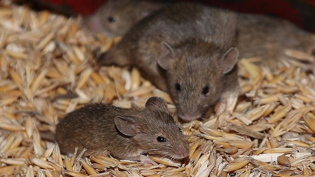 Rural communities in NSW have been battling a plague of mice that are destroying their livelihoods. Picture: David Swift