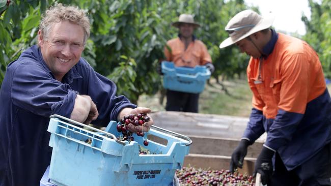 Tony Hannaford at the Torrens Valley cherry orchard at Gumeracha in the Adelaide Hills in 2015. Picture: Kelly Barnes/The Australian