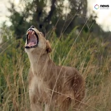 South African poacher trampled by elephants