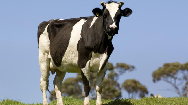 Spotted a cow in your backyard? Ring the council.