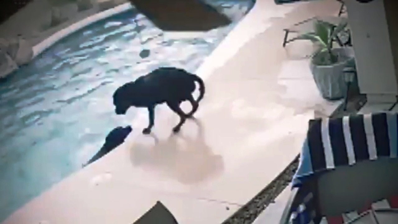 Hero dog saves life of drowning friend