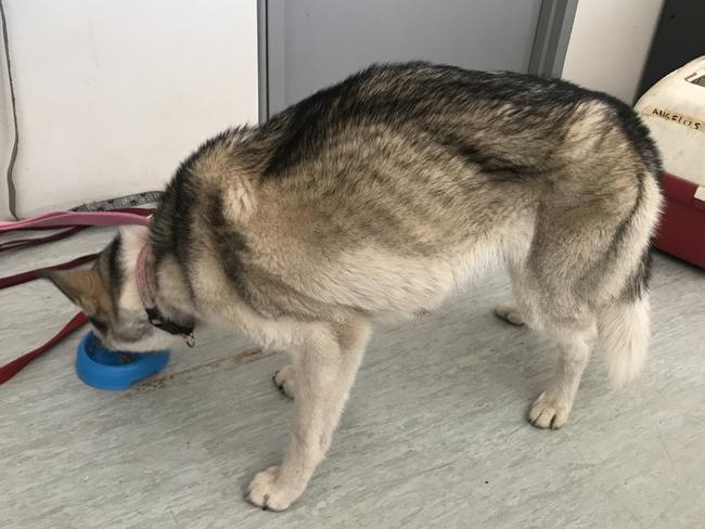 The owner of two dogs, one found dead and partly eaten, and the otherseverely emaciated, has been handed a suspended sentence in a shocking case of animal cruelty. Picture: RSPCA