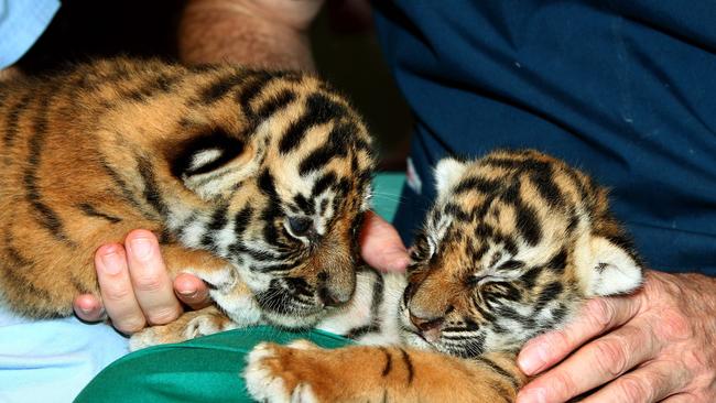 Dreamworld has introduced two new female tiger cubs to the public, they are sisters to Kai who was born earlier this year. Picture: David Clark