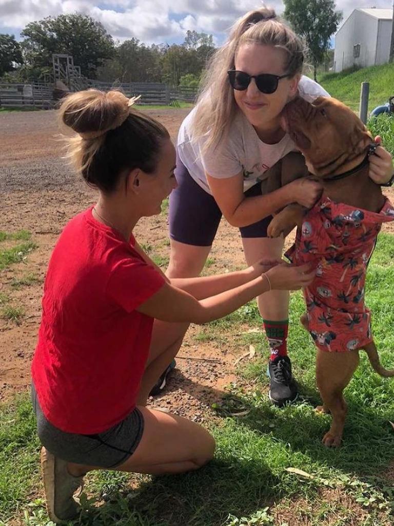 Volunteers brought Christmas cheer to the animals at the Brave Companion Dog Rescue Centre in Laidley on Christmas Day.