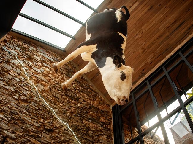 26/9/17 Schvitzy the cow hanging from the ceiling at Etica Pizza Restaurant in Halifax Street, Adelaide. Picture by Matt Turner.