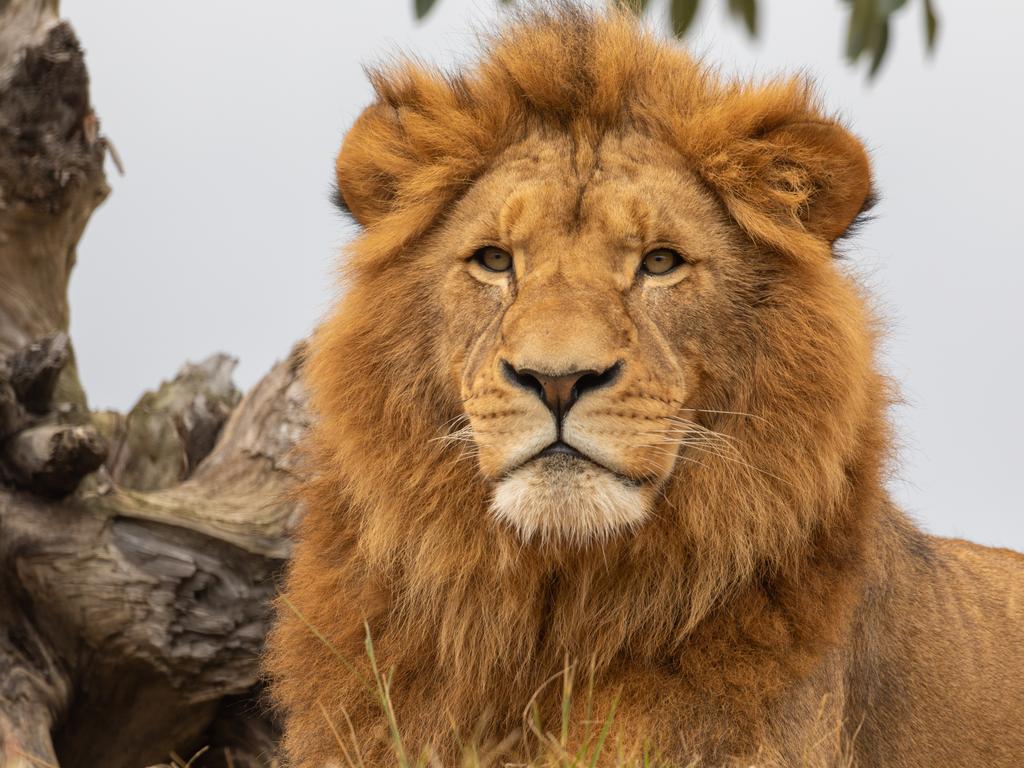 Get up close to animal favourites at Sydney Zoo.