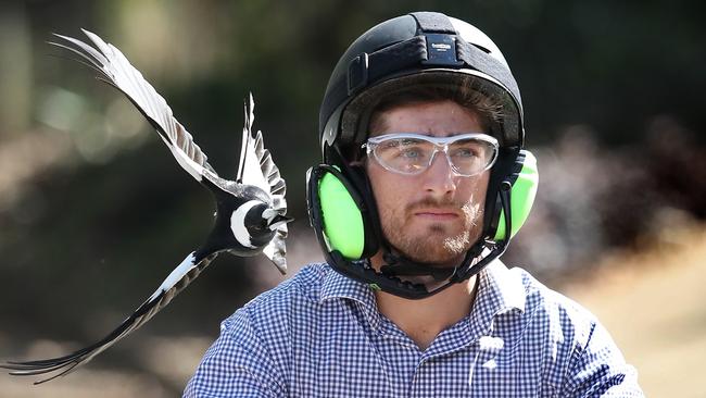 Magpie swooping Courier-Mail journalist Chris Honnery, TJ Doyle Memorial Drive, Fairfield. Photographer: Liam Kidston