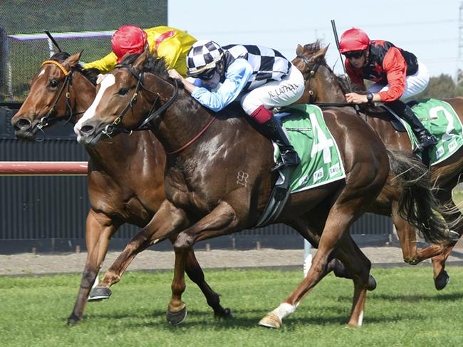 Insist returns to the scene of his maiden win and drops back in grade. Picture: Bradley Photos