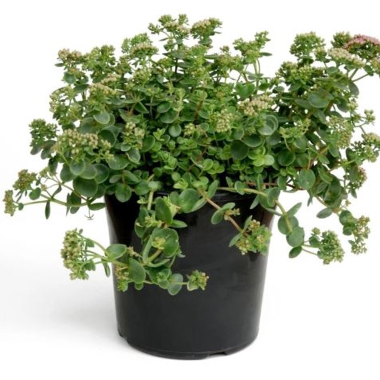 Bunnings will let you return dead plants with ‘Perfect Plant Promise’. Picture: Bunnings