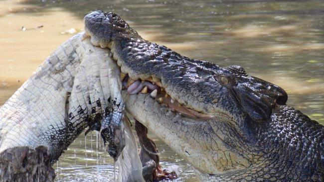 This croc was captured eating another during a cruise along the Yellow Water Cruise. Picture: Sidney Goram-Aitken