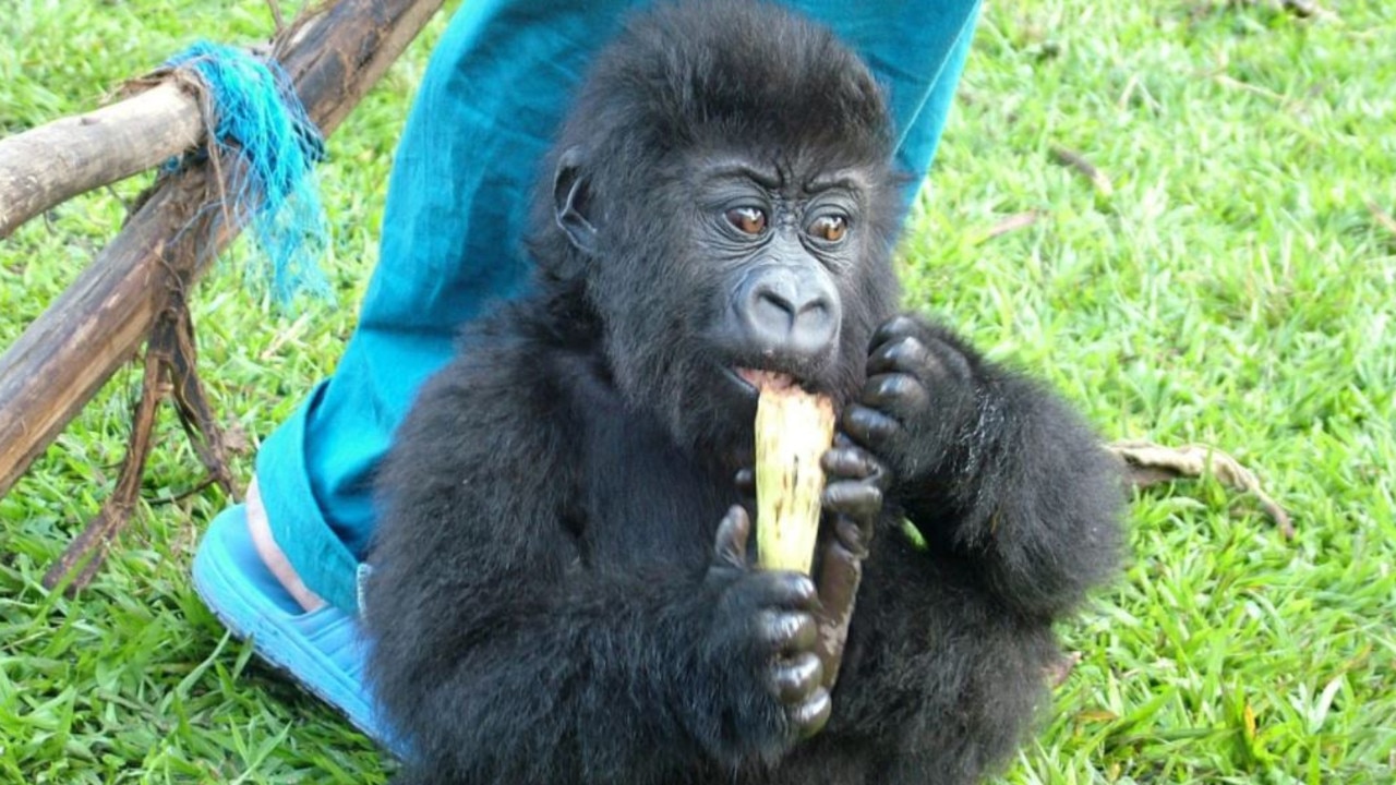 Virunga rangers discovered Ndakasi in April 2007. Picture: Virunga National Park