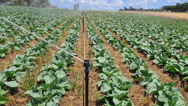 Irrigating vegetables on the Three Ryans property at Manjimup in Western Australia.