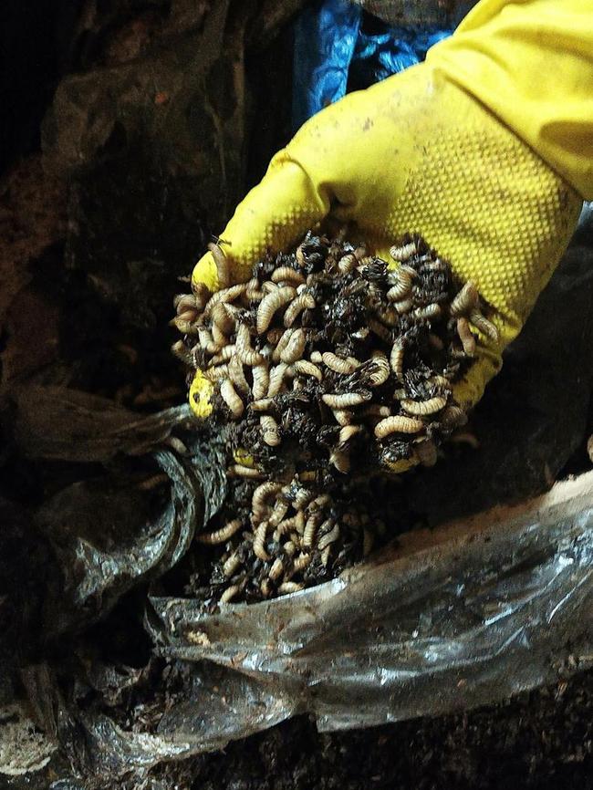 And the larvae used to eat waste. Pictures: supplied