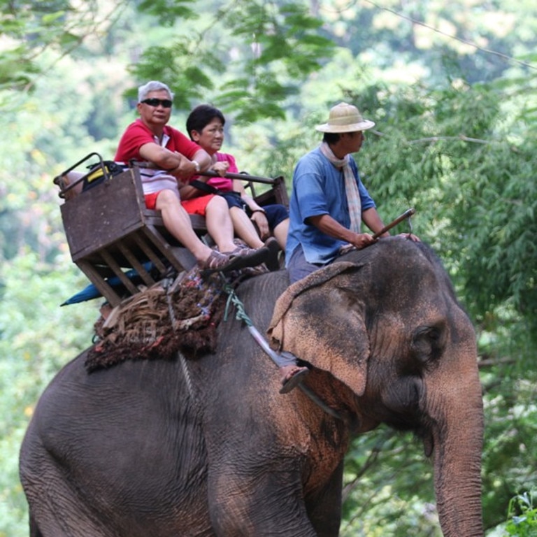 Without tourists, elephant owners have no way of feeding the mighty animals.