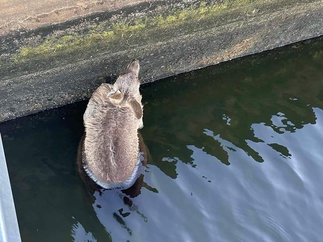 Locals and the Wildlife Rescue team were able to save the roo after seven hours. Picture: Facebook/Wildlife Rescue Queensland